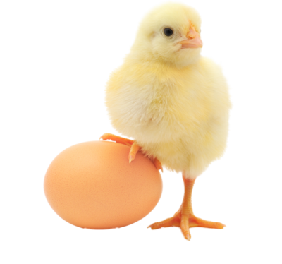 Baby Chicken Transparent Image PNG Image