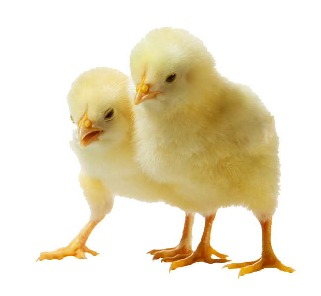 hen clipart png