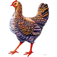 Chicken Png Image PNG Image