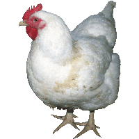 Chicken Png Image PNG Image