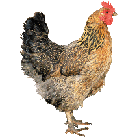 Chicken Png Image PNG Image