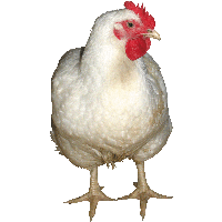 White Chicken Png Image PNG Image