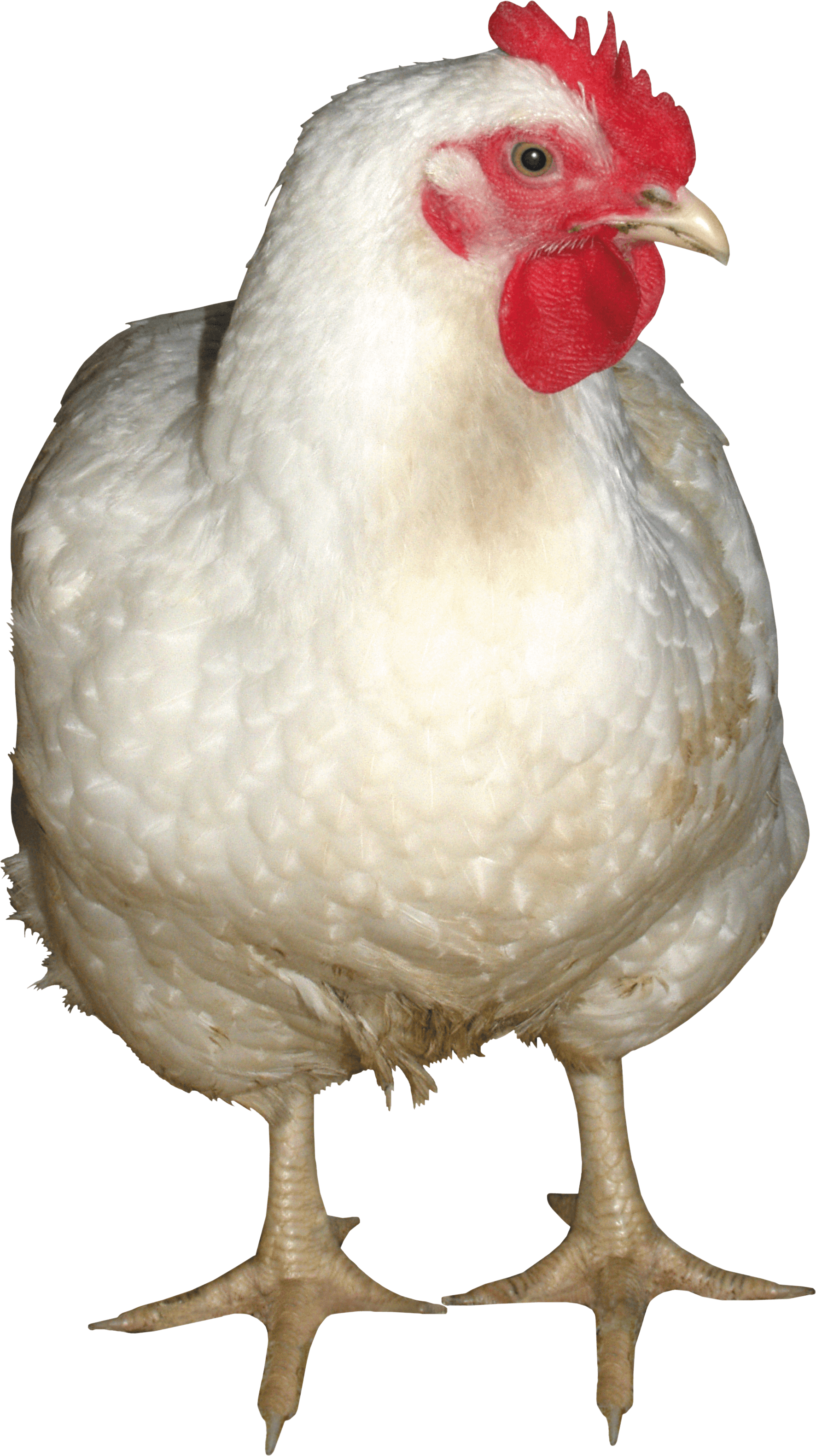 Download White Chicken Png Image HQ PNG Image | FreePNGImg