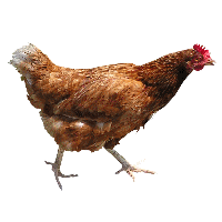 download broiler free png photo images and clipart freepngimg download broiler free png photo images