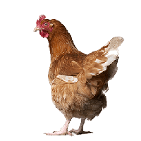 Chicken Png Image PNG Image