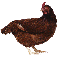 Chicken Png Image PNG