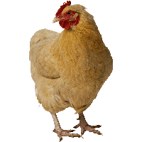 Chicken Png Image PNG Image