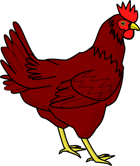 Chicken Transparent Image PNG Image