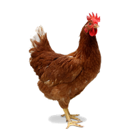 Download hd Chicken Kifaranga Clip Art Transprent Png Free - Animais Da  Fazendinha Png Galinha Transparent Png and use …