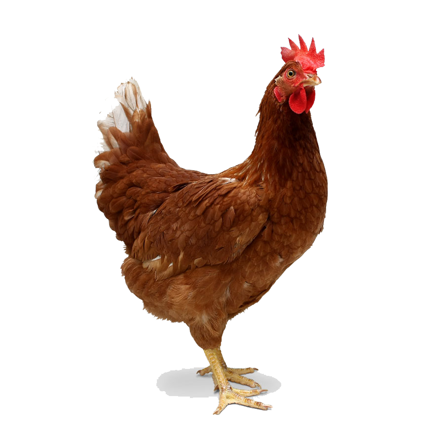 Chicken Transparent PNG Image