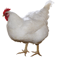 Chicken Image