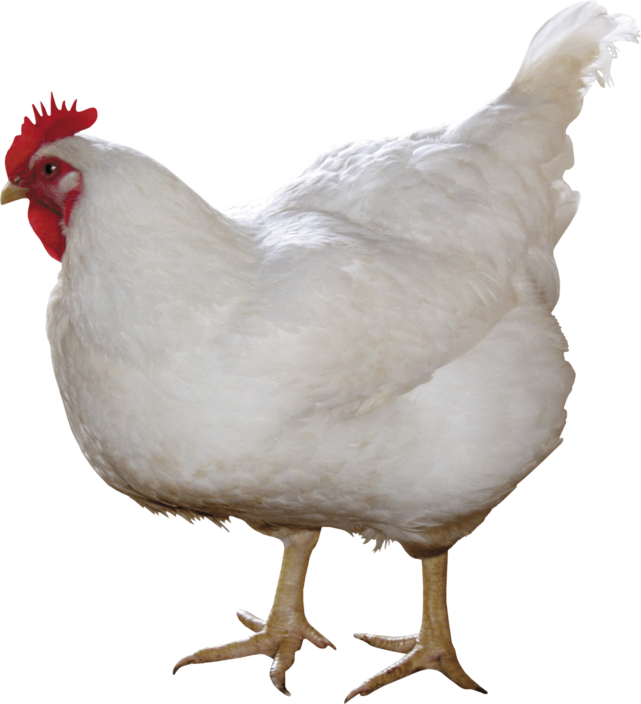 Chicken Image PNG Image