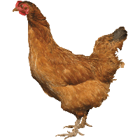 Chicken Png Image PNG Image