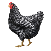 download poulet free png photo images and clipart freepngimg download poulet free png photo images