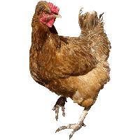 Chicken Png Image PNG Image