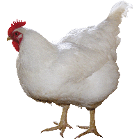 White Chicken Png Image