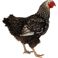 Chicken Png Image PNG Image