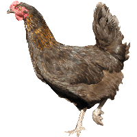 Chicken Png Image PNG Image