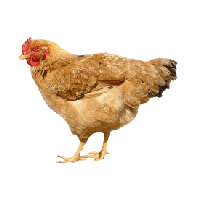 Download Chicken Transparent HQ PNG Image