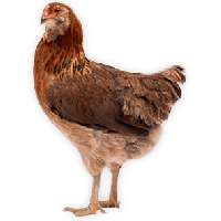 Chicken Png Image