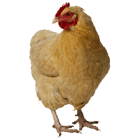 Chicken Png Image PNG Image