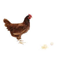 Chicken Png Image