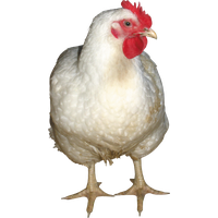 Chicken Png 9 PNG Image