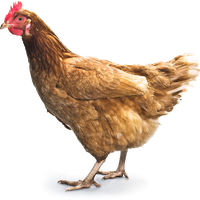 Chicken Png 7 PNG Image