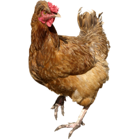 Chicken Png 6 PNG Image