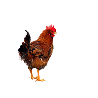 Chicken Png 5 PNG Image