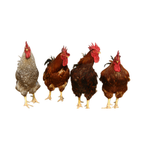 Chicken Png 4 PNG Image