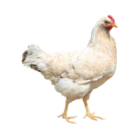 Chicken Png 3 PNG Image