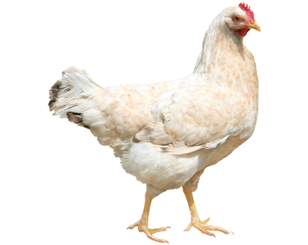 Chicken Png 3 PNG Image