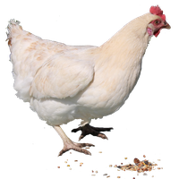 Chicken Png 2 PNG Image