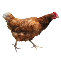 Chicken Png 11 PNG Image