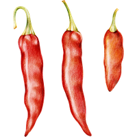 Chili pepper PNG