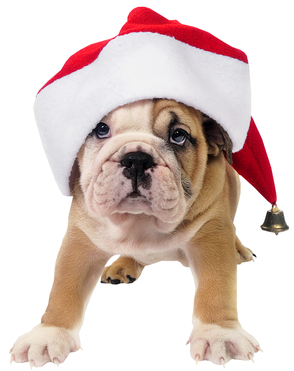 Christmas Animal HD Image Free PNG Image