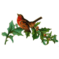Christmas Bird Free Photo PNG
