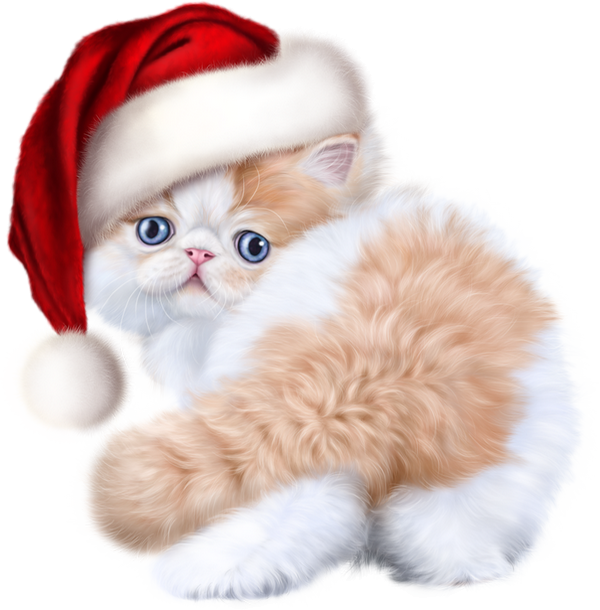 Photos Christmas Kitten Download HD PNG Image