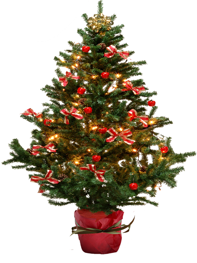 Fir Tree Christmas Free Transparent Image HQ PNG Image