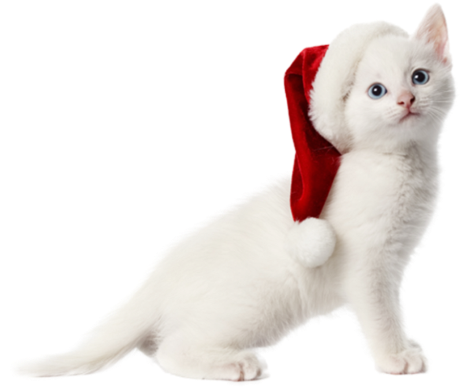 Christmas Cat PNG Download Free PNG Image