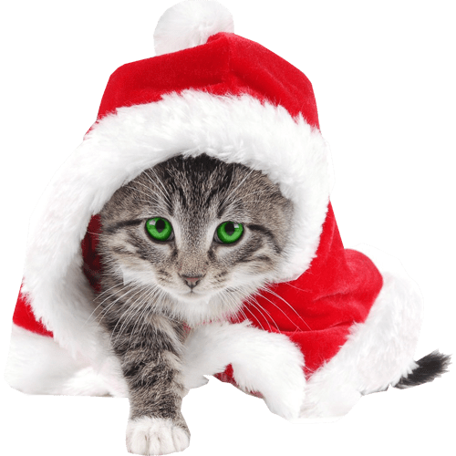 Photos Christmas Cat PNG Free Photo PNG Image