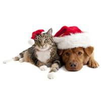 Real Christmas Animal Free HD Image Transparent HQ PNG Download ...