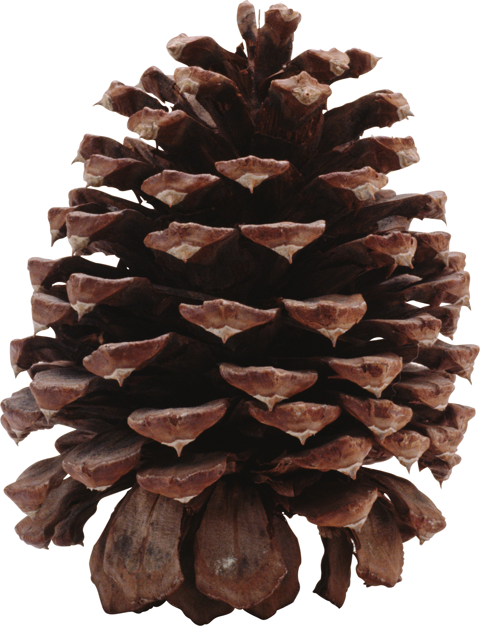 Christmas Pine Cone Free Clipart HD PNG Image
