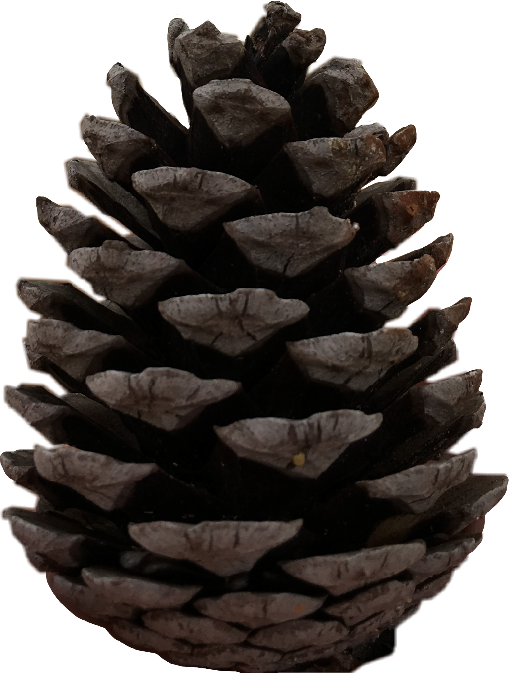 Christmas Pine Cone PNG File HD PNG Image