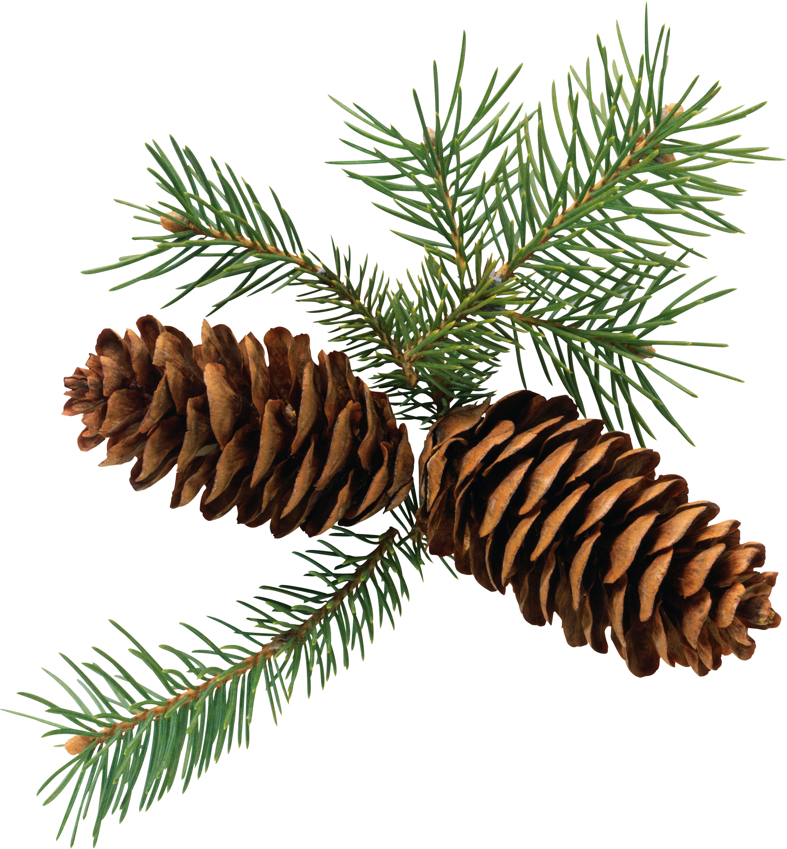 Christmas Pine Cone Free Download Image PNG Image