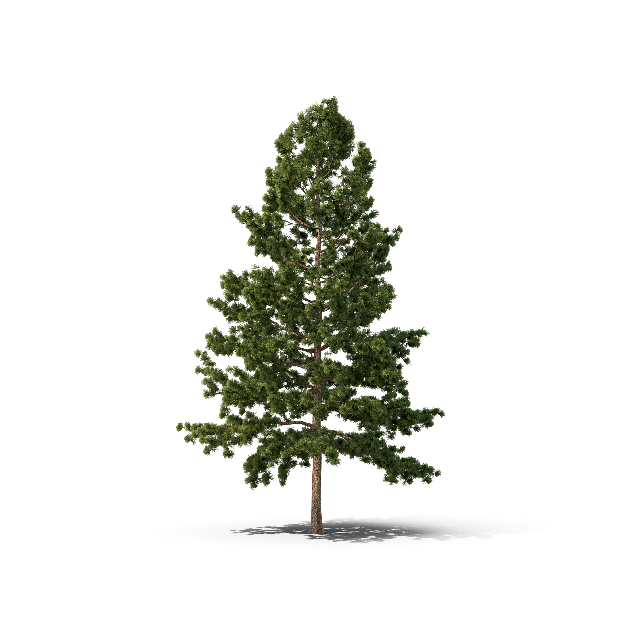 Fir-Tree Christmas Pine Download HQ PNG Image