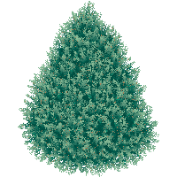 Christmas Fir-Tree Png Image PNG