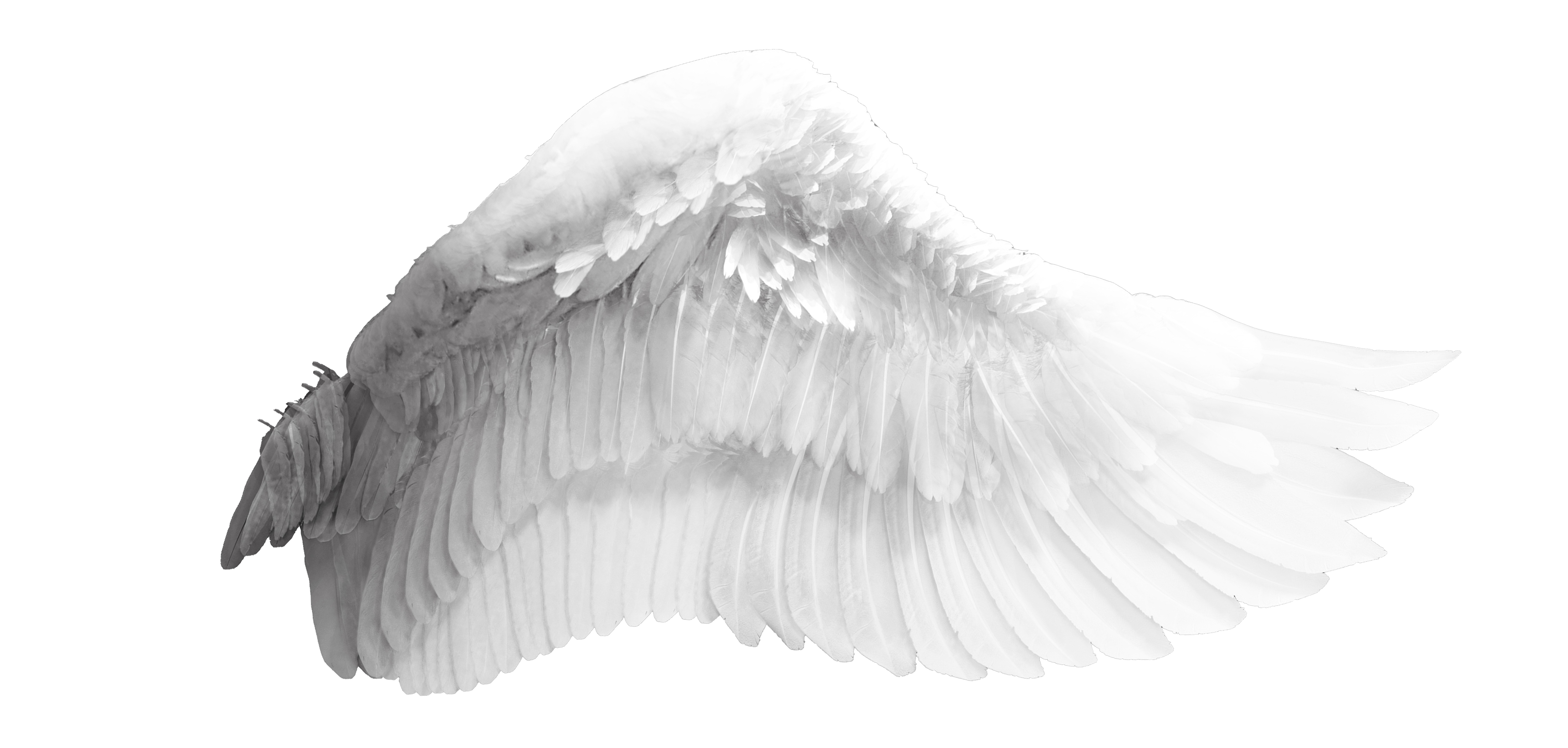 Download Wings Wing Angel Bird Free Transparent Image HQ HQ PNG Image