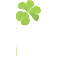 Clover Png Image PNG Image